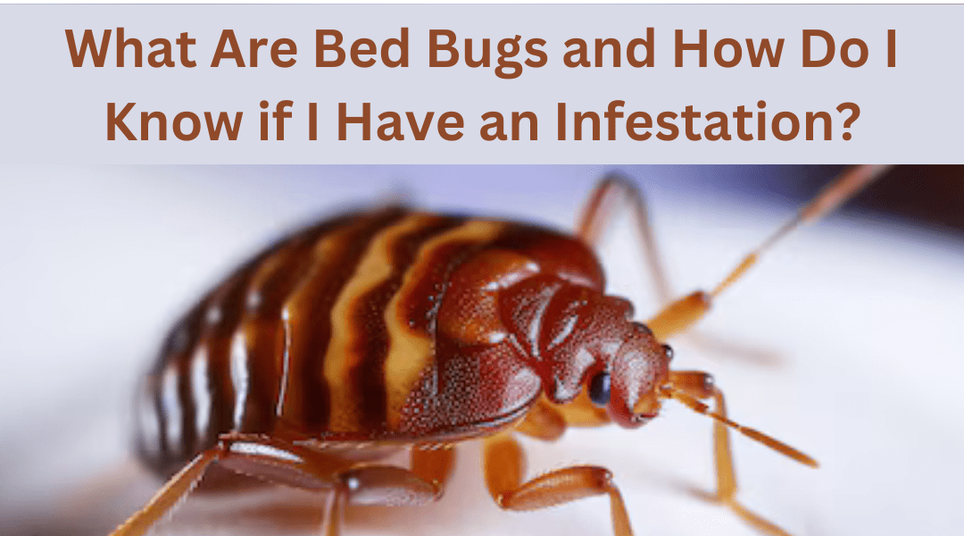 What Are Bed Bugs and How Do I Know if I Have an Infestation ?