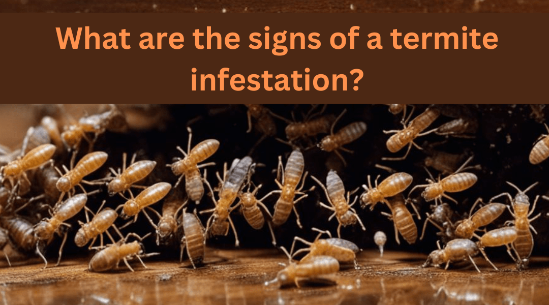 What are the signs of a termite infestation ?