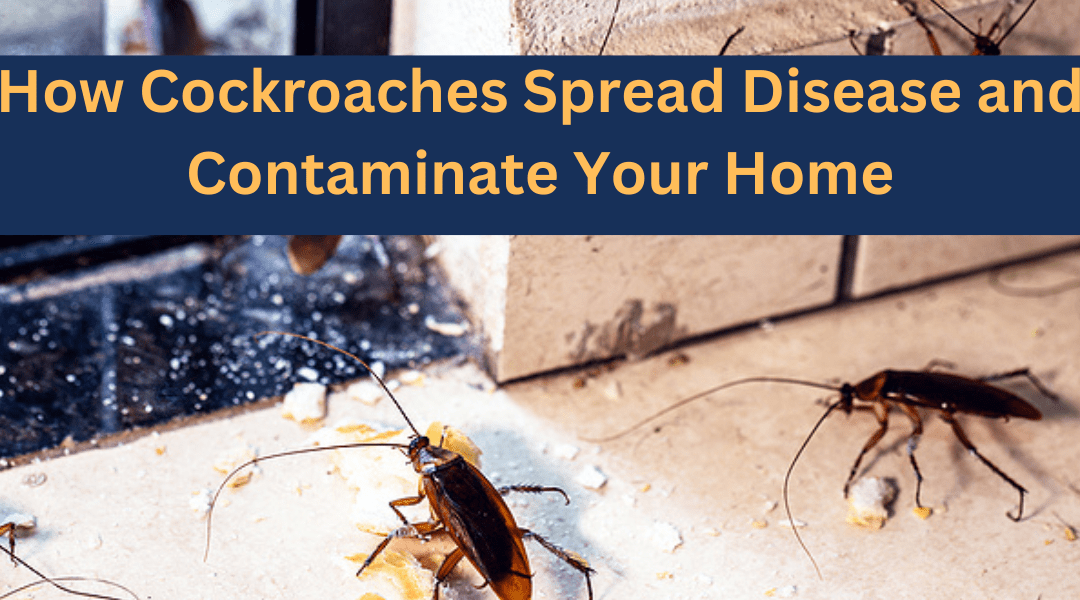 How Cockroaches Spread Disease and Contaminate Your Home